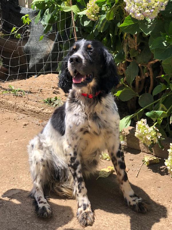 Michelle Giovane Setter